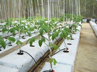 Volumetric Water Content of Coco Coir Grow Bags - RIOCOCO